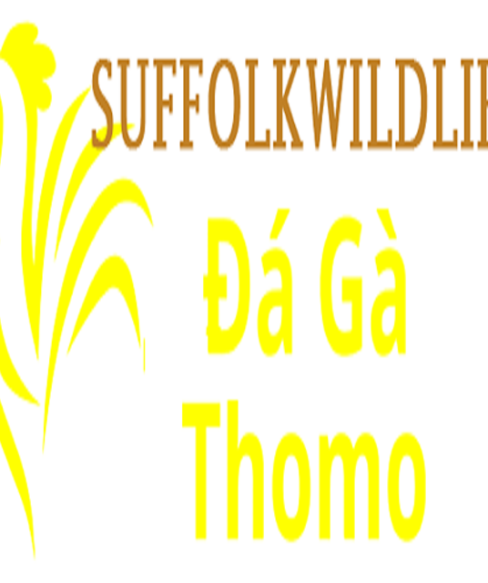 avatar Đá Gà Trực Tiếp Thomo